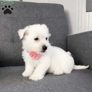 Zoey, West Highland Terrier Puppy